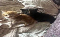 Domestic Shorthair cats for sale: Ginger kitten  - Image 6