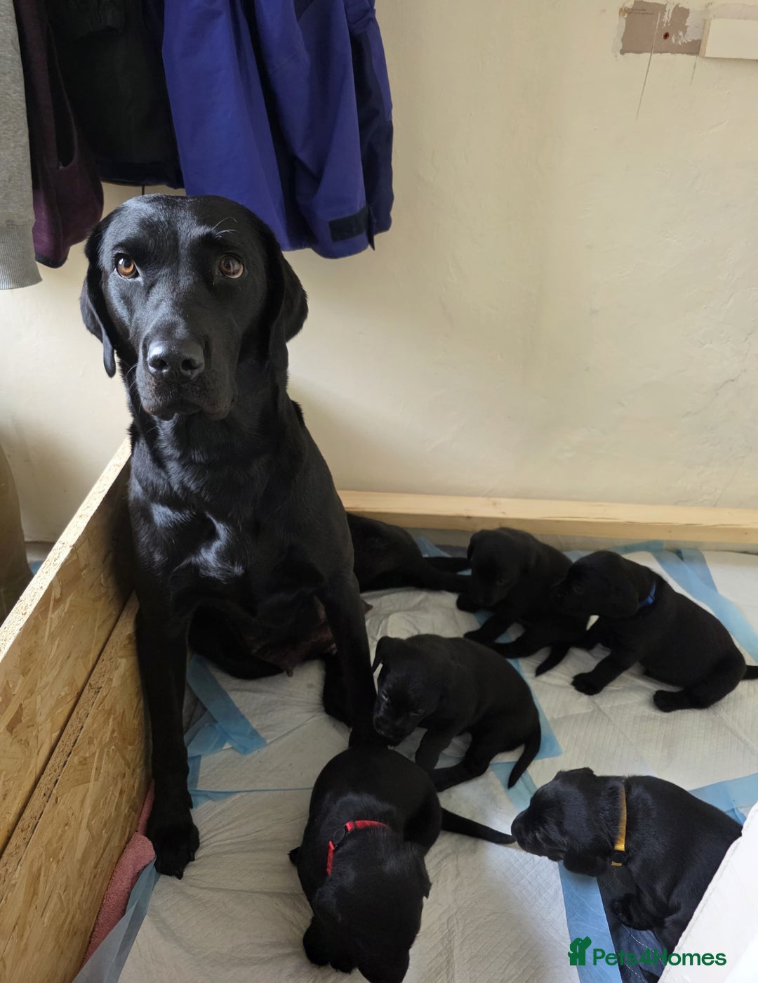 Labrador Retriever dogs for sale: Black Labrador Retreiver pups - Image 6