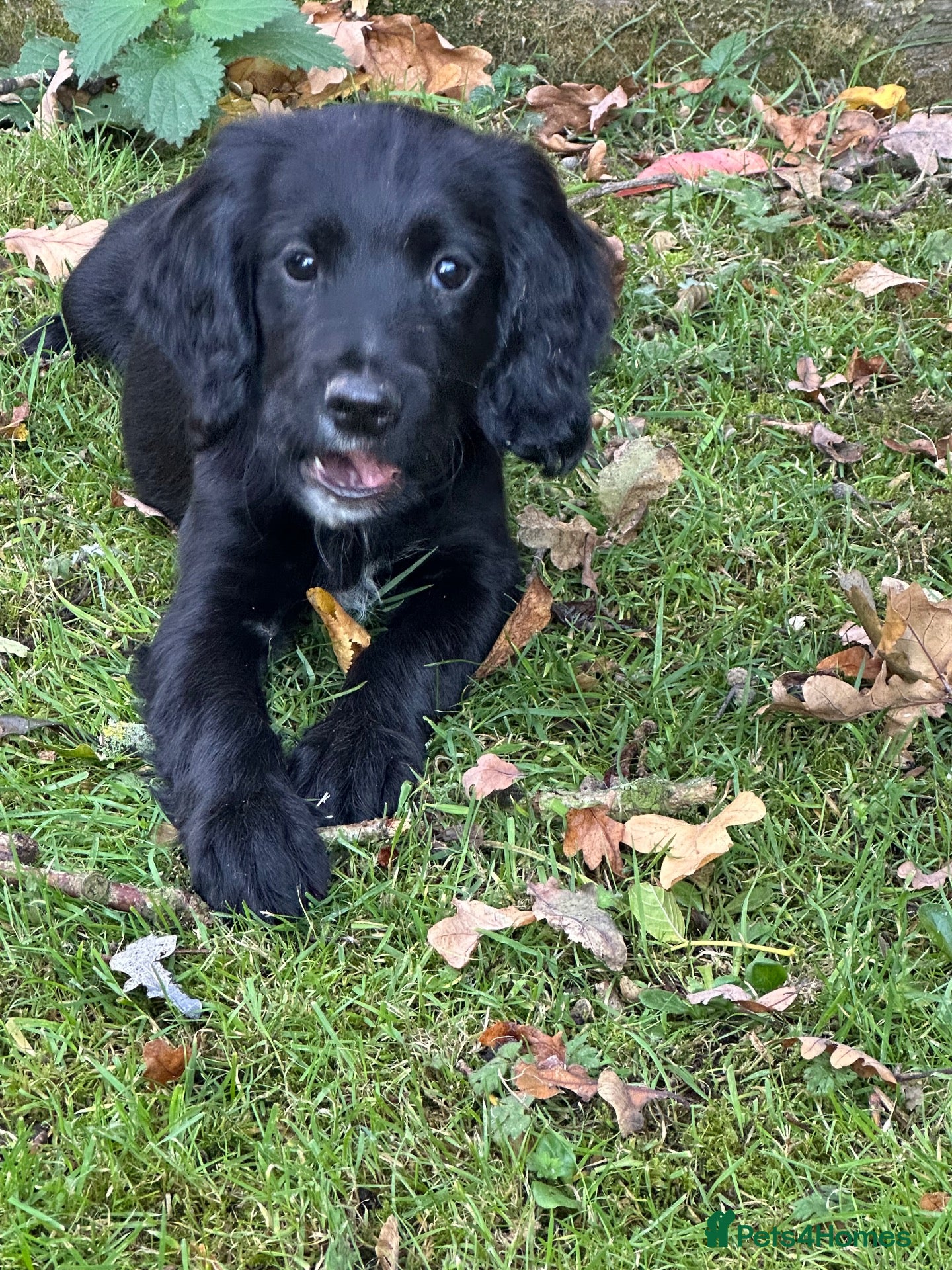 Sprocker dogs Sprocker spaniels  - Advert 1