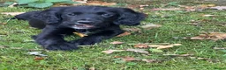 Sprocker dogs for sale: Sprocker spaniels  in North Walsham - Advert 7