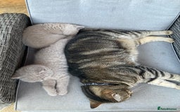 British Shorthair cats for sale: Chester - 🏆Champion bloodline GCCF reg. pedigree kittens - Image 18