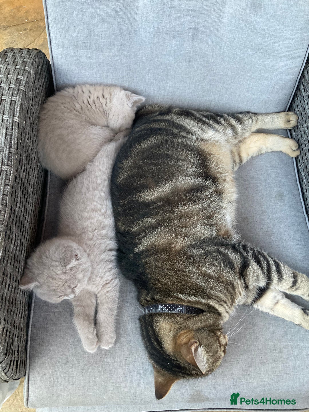 British Shorthair cats for sale: Chester - 🏆Champion bloodline GCCF reg. pedigree kittens - Image 18
