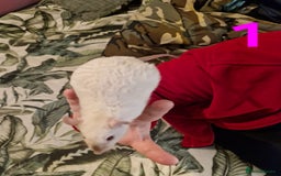 Rat rodents for sale: 9 beautiful girls - Image 2