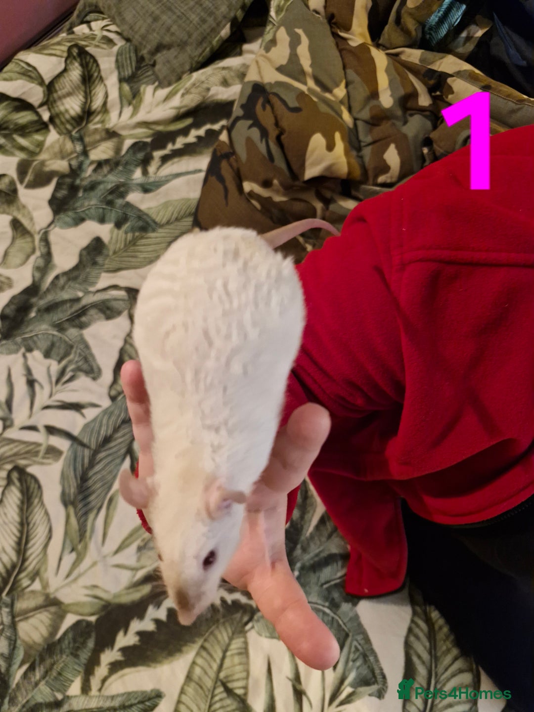 Rat rodents for sale: 9 beautiful girls - Image 2