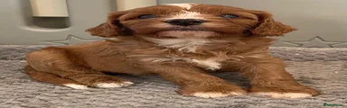 Cavapoo 3