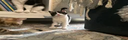 Domestic Shorthair cats for sale: Stunning litter off kittens - Advert 10