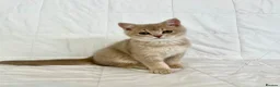British Shorthair cats for sale: 🐾Purebred BSH Kittens🐾  in London - Advert 7
