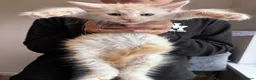 Maine Coon cats for sale: Cream Maine Coon Boy from Large TICA Blue Dad - Advert 8
