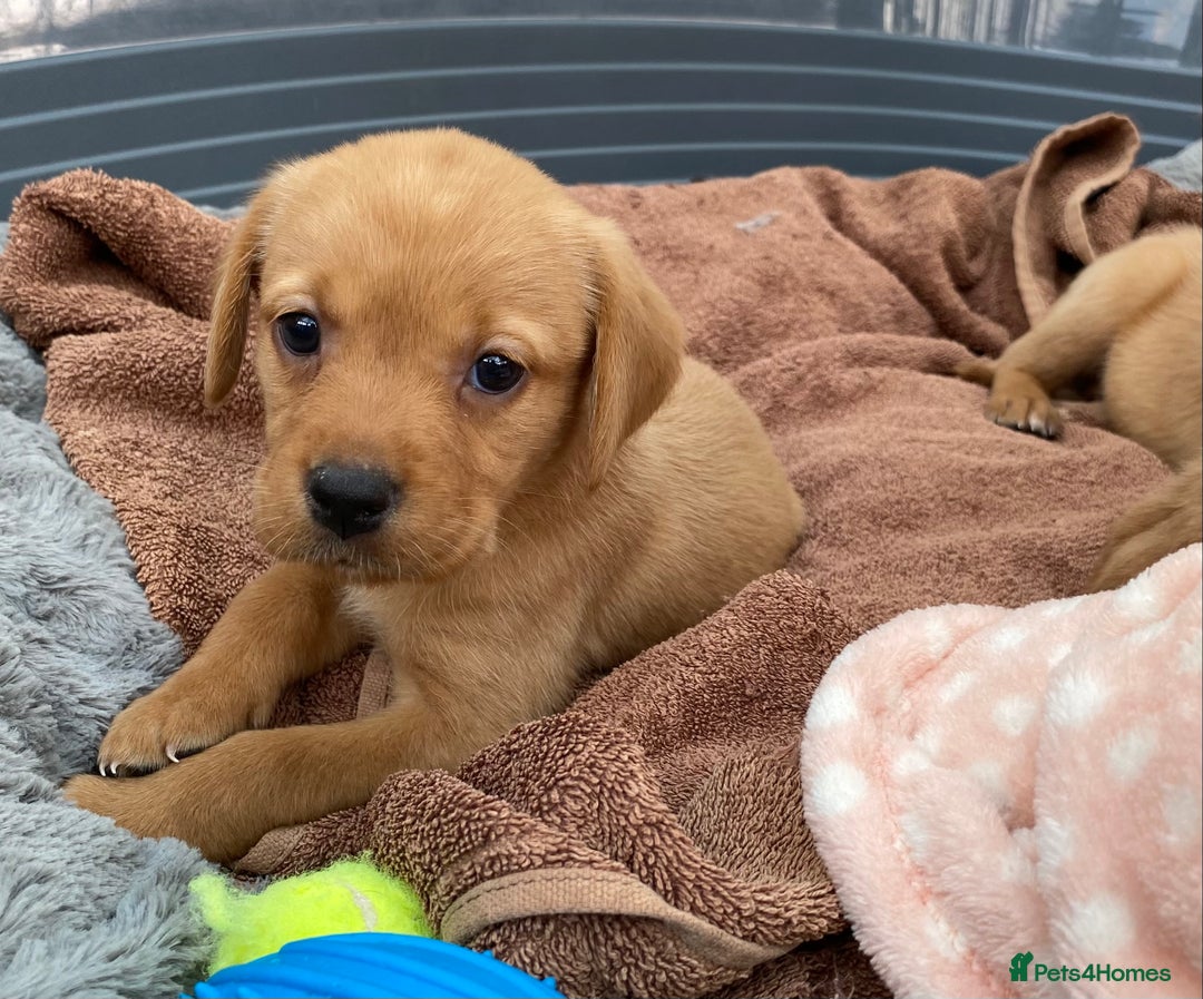Labrador Retriever dogs for sale: Labrador Retriever - Image 17