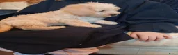 Cavapoo dogs for sale: Cavapoo F1b puppies  - Advert 15