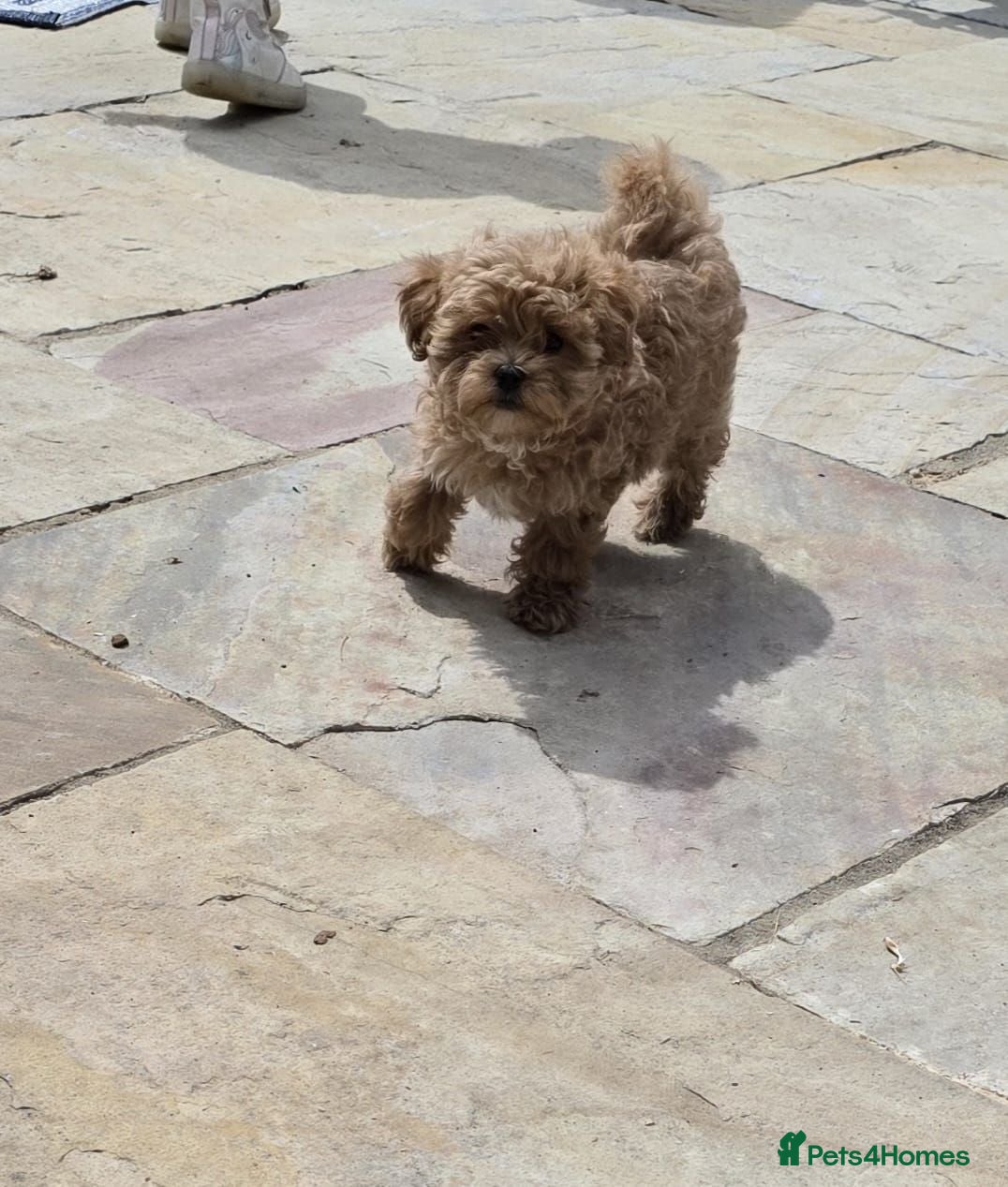 Maltipoo dogs READY NOW Exceptional Tiny Toy Maltipoo puppies 🐶 - Advert 1