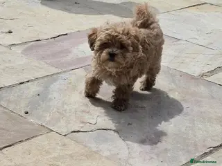 Maltipoo dogs READY NOW Exceptional Tiny Toy Maltipoo puppies 🐶 - Advert 1