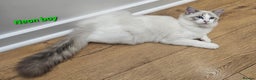 Ragdoll cats for sale: Pedegree Active Gccf 2 boys left  - Advert 20