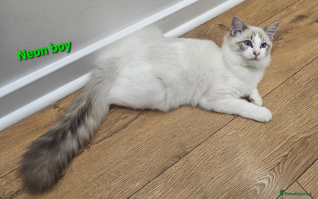 Ragdoll cats for sale: Pedegree Active Gccf 2 boys left  - Advert 20