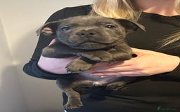 Staffordshire Bull Terrier dogs for sale: Beautiful black and blue kc pups - Image 14
