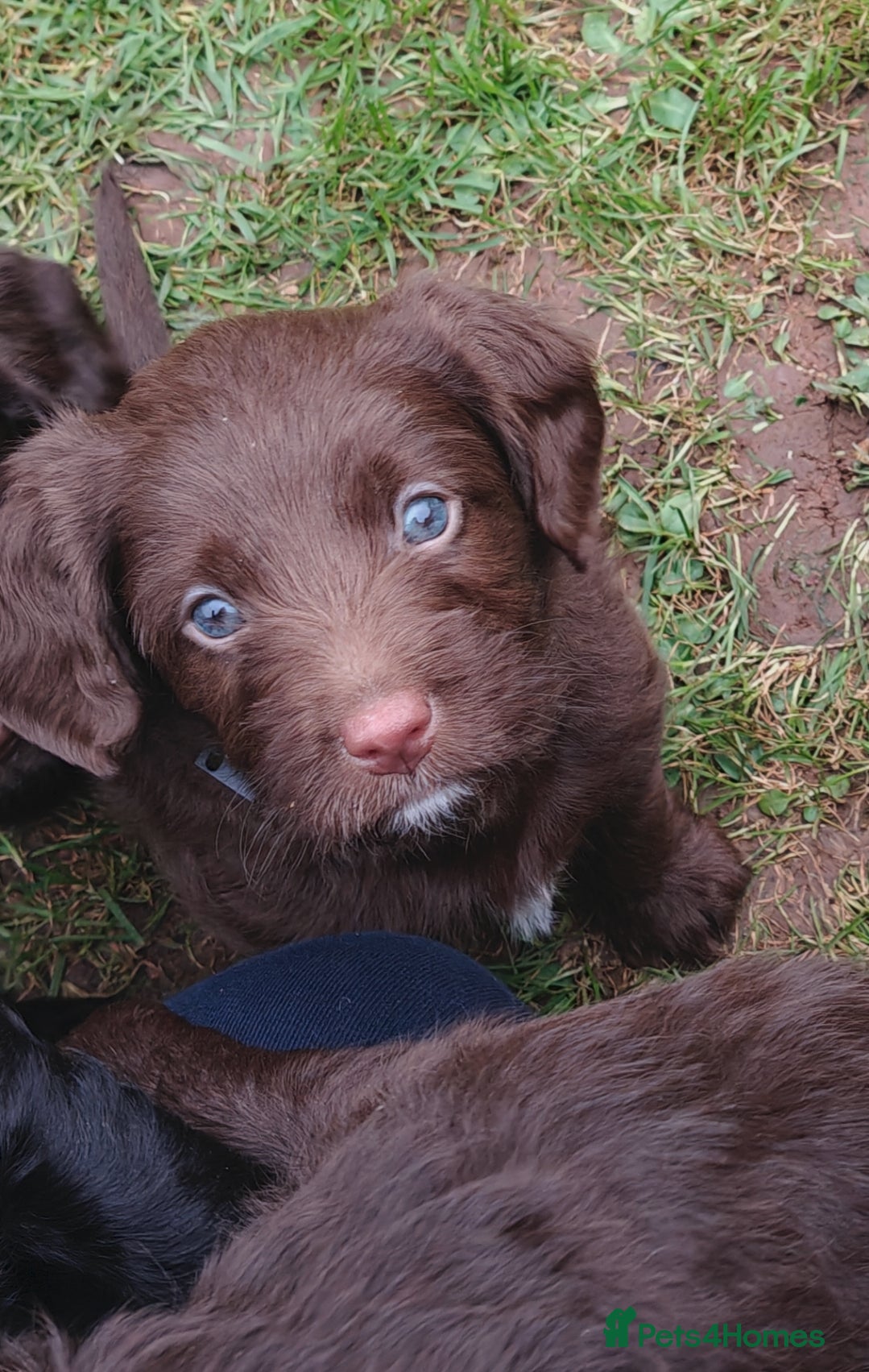 Mixed Breed dogs ✨DNA-Clear Aussie Labradoodles✨ - Advert 2