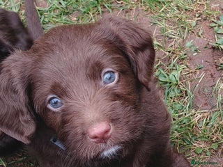 Mixed Breed dogs ✨DNA-Clear Aussie Labradoodles✨ - Advert 2