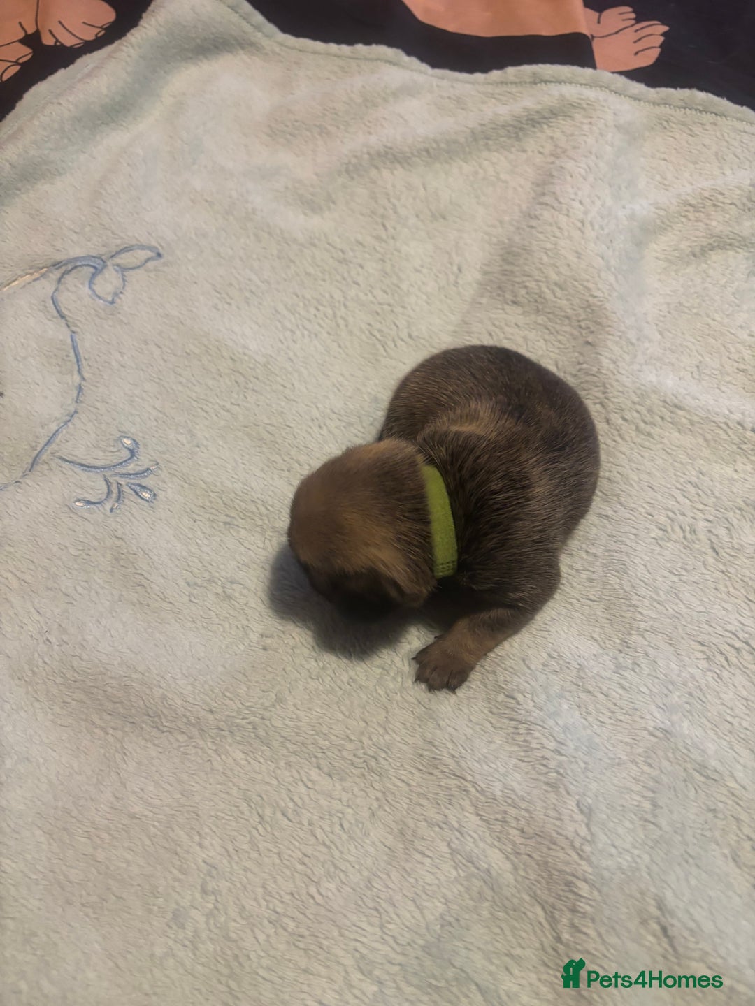 Pug dogs for sale: Pug Puppies  - Image 6