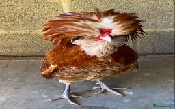 Chickens poultry for sale: Selection of stock cockerels good breeding stock - Image 2