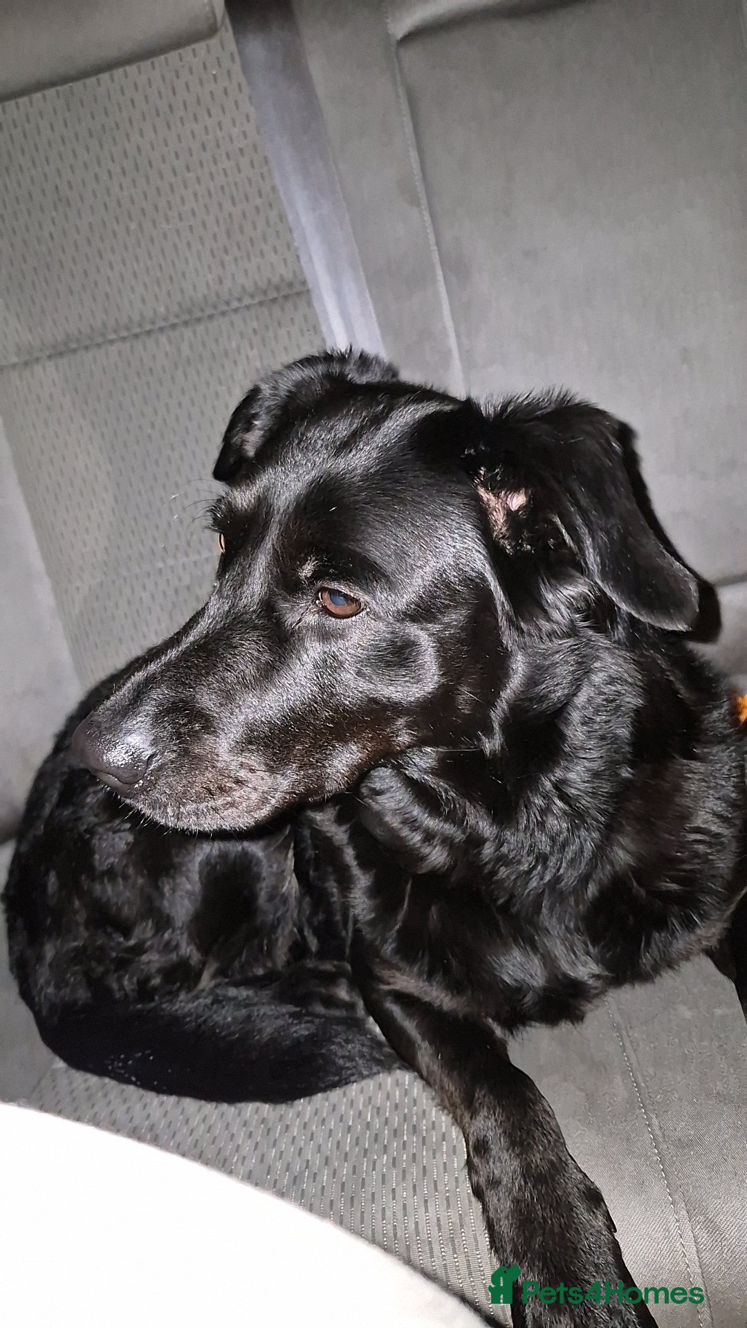 Mixed Breed dogs for sale: LABRADOR - Advert 5