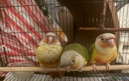Conures birds for sale: Hand-Fed Pineapple Conure — Super Tame & Friendly - Image 2