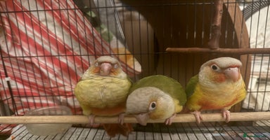 Conures birds - Advert 3