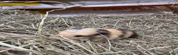 Guinea Pig rodents for sale: 2 wonderful guinea pig very friendly  - Advert 5