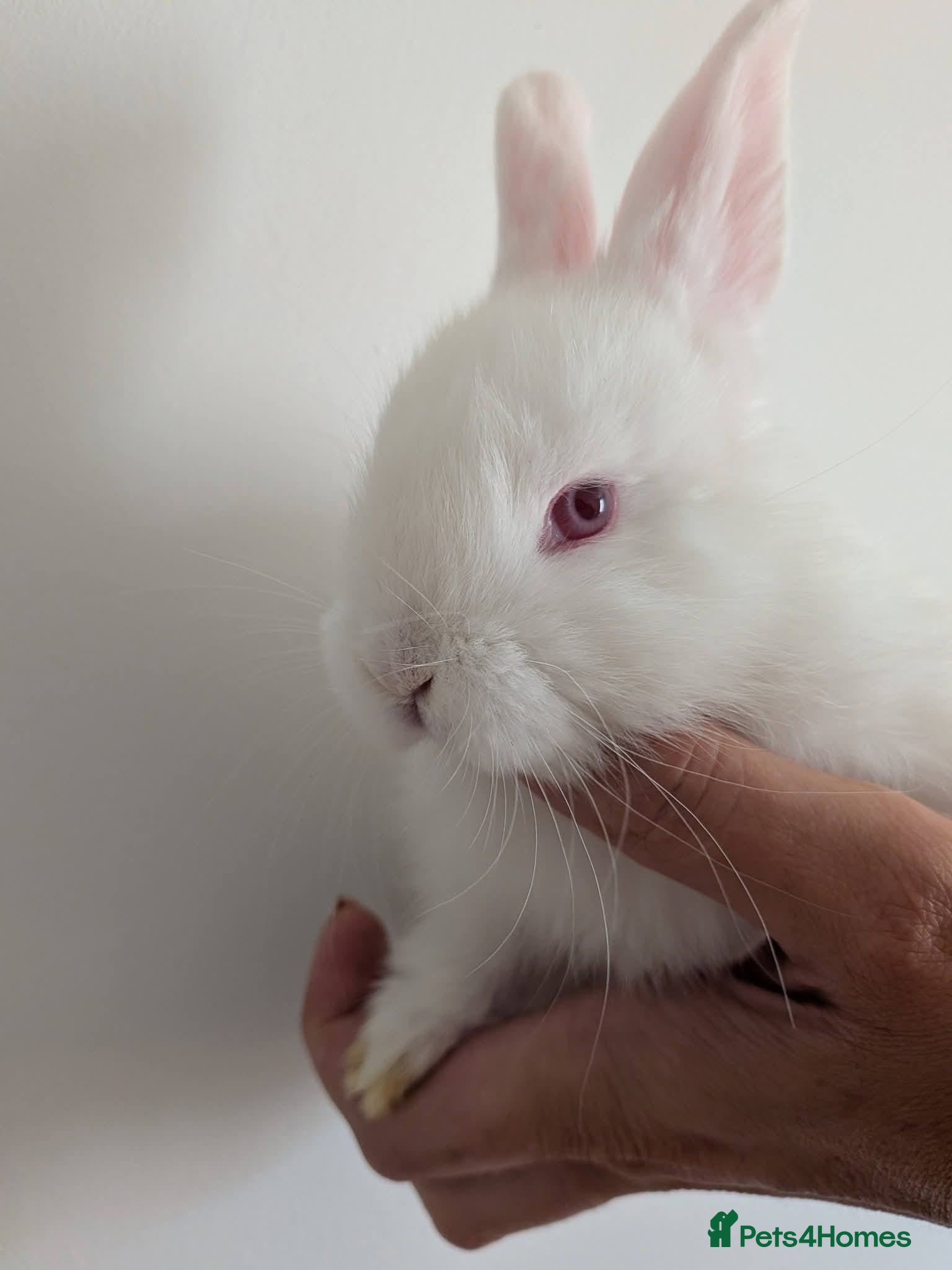 Angora rabbits for sale: Angora mix Bucks avail to reserve  - Advert 4