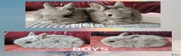 Netherland Dwarf rabbits for sale:  5 week old Netherland Dwarf  - Advert 1