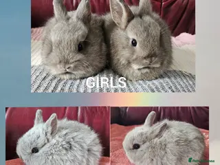 Netherland Dwarf rabbits Netherland dwarf - Advert 1