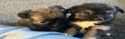 Chihuahua dogs for sale: Long hair stunning chihuahuas pedigree  in Worcester - Advert 4