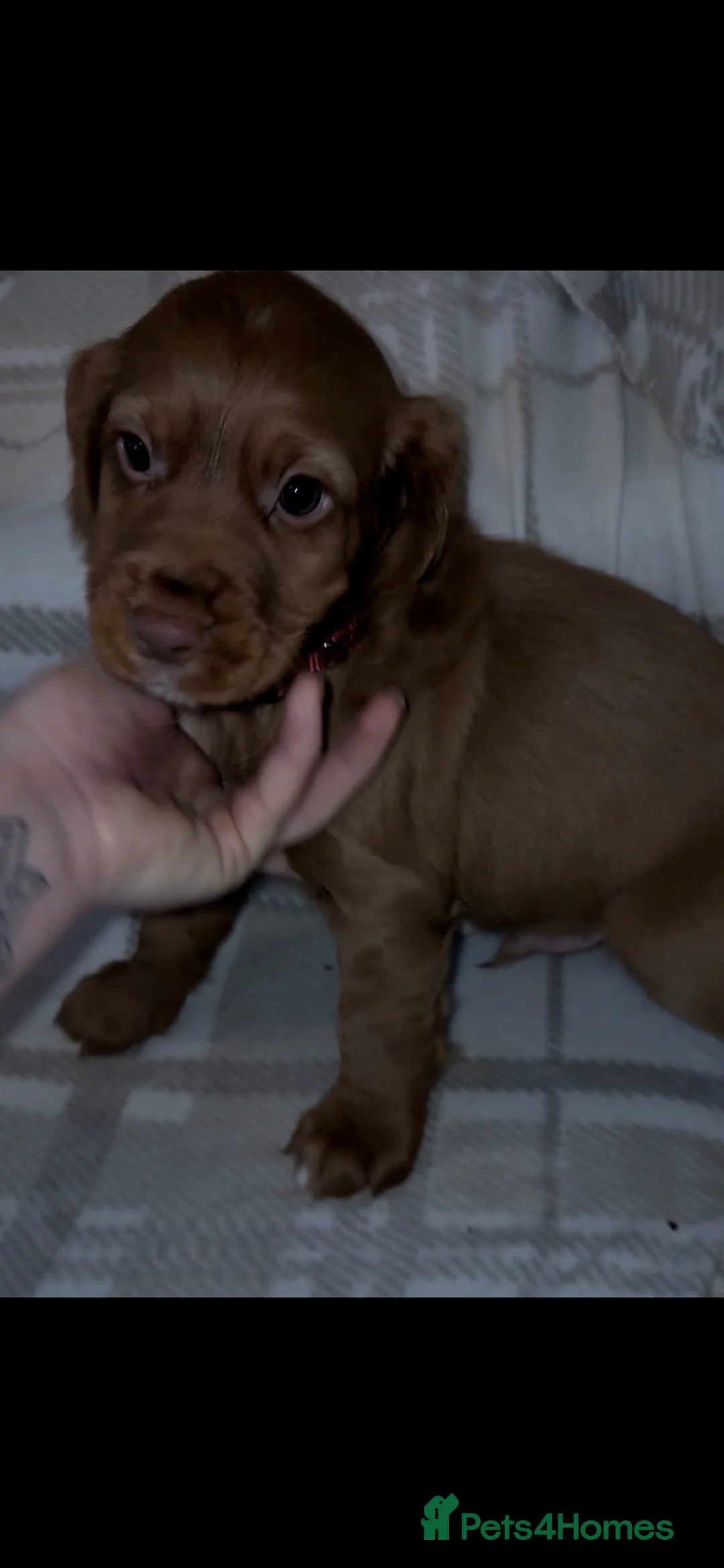 Cocker Spaniel dogs for sale: Ready to go! Cocker spaniel puppies fox red  - Advert 5