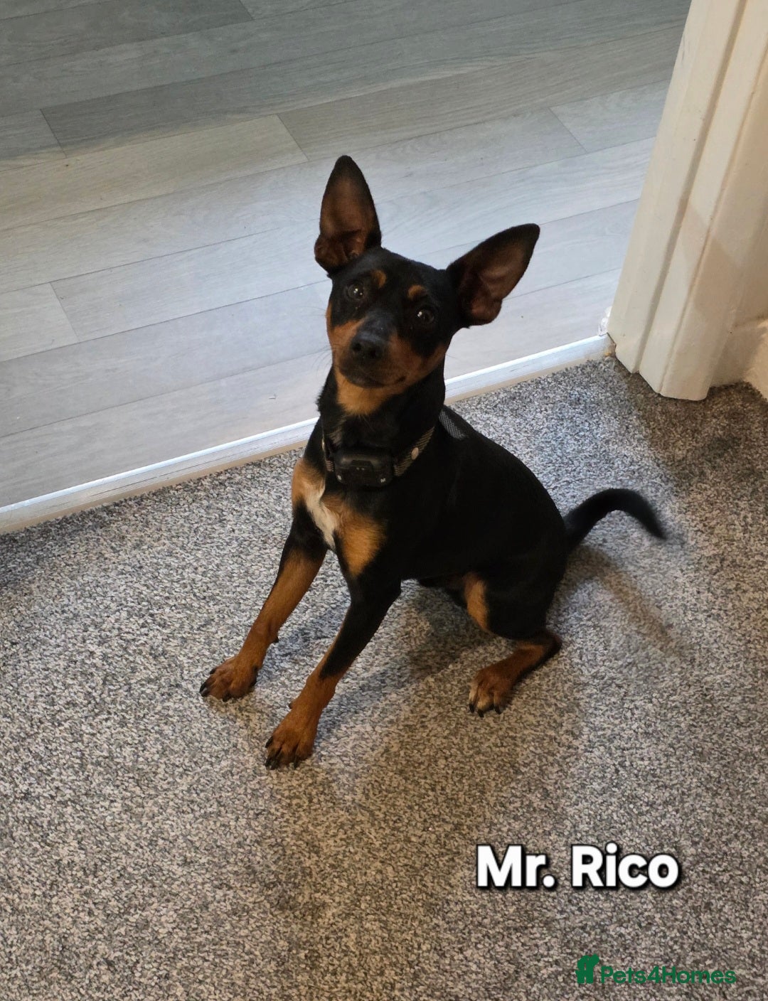 Miniature Pinscher dogs for sale: Beautiful miniature pinscher puppies  - Image 10