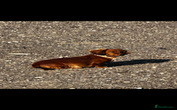 Miniature Dachshund dogs for sale: Miniature dachshund puppies  - Advert 2