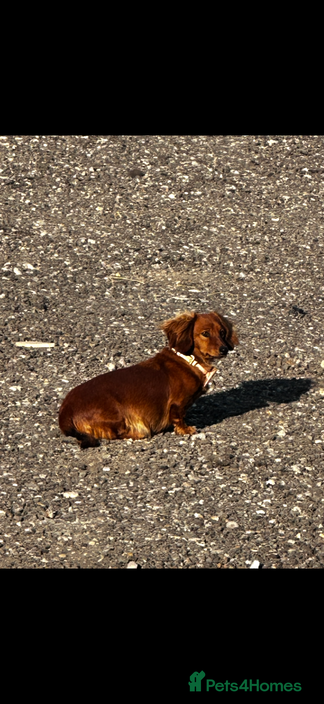 Miniature Dachshund dogs for sale: Miniature dachshund puppies  - Advert 2