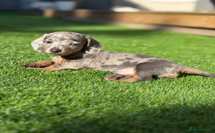 Miniature Dachshund dogs - Advert 2