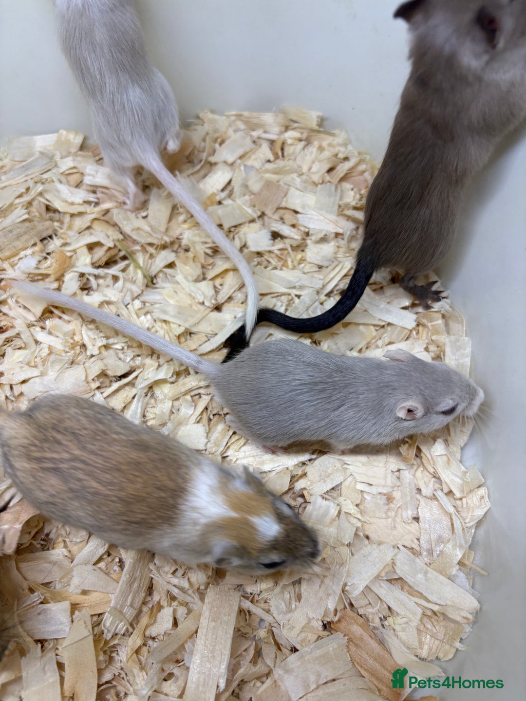 Gerbil rodents for sale: Baby gerbils ready now  - Image 18