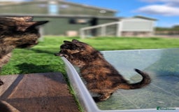 Mixed Breed cats for sale: Semi Longhaired Kittens - Image 11