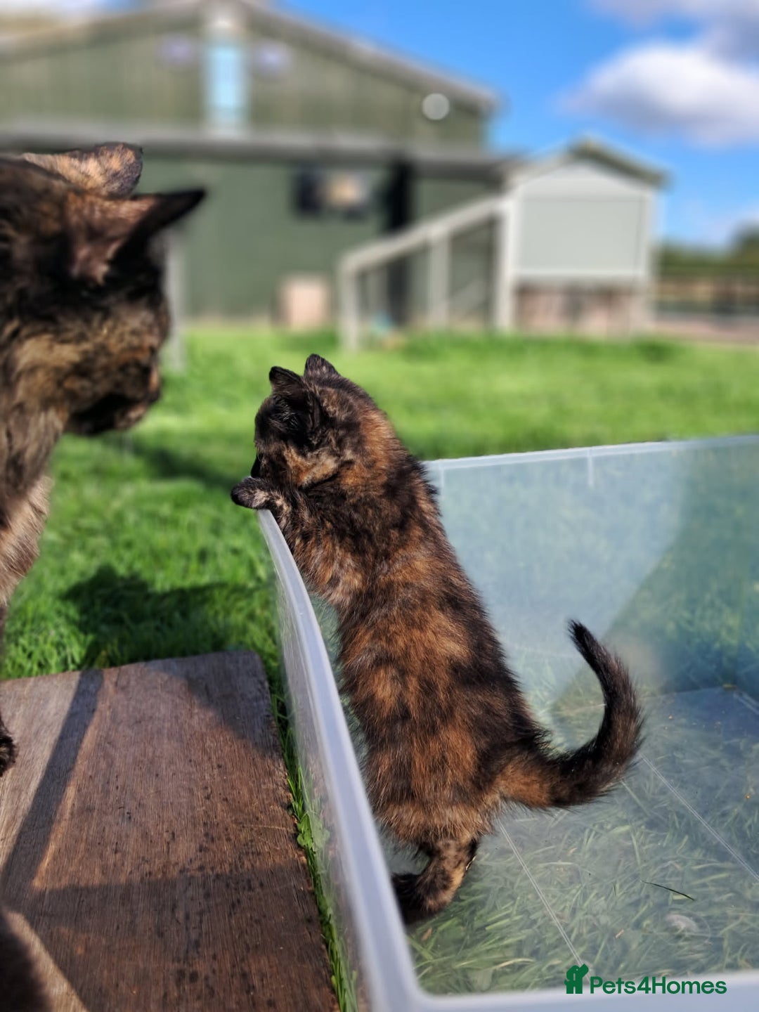 Mixed Breed cats for sale: Semi Longhaired Kittens - Image 11