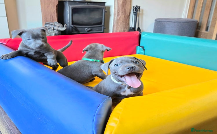 Staffordshire Bull Terrier dogs - Advert 2