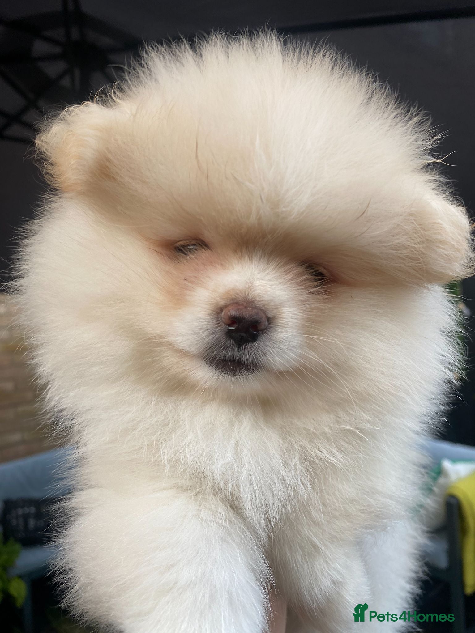 Pomeranian dogs Stunning pomeranians for sale both parents KC  - Advert 16
