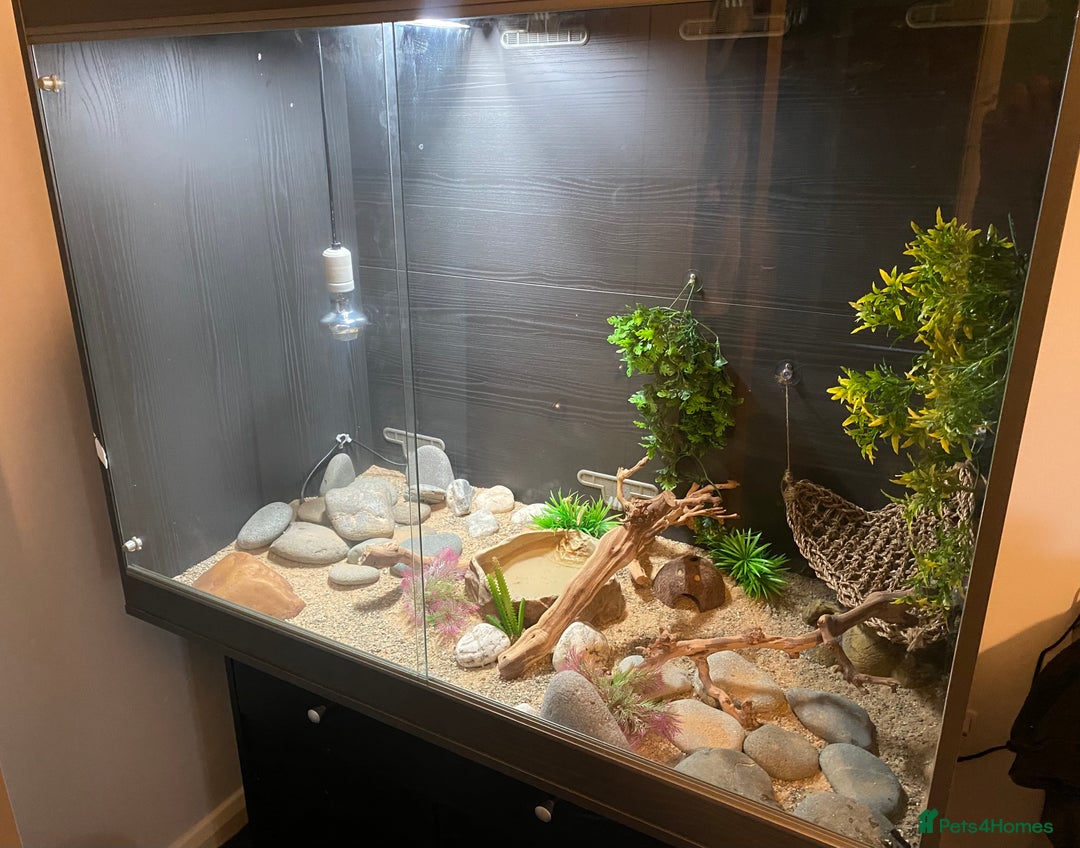 Leopard Gecko reptiles for sale: Leopard Gecko and Vivarium. - Image 6