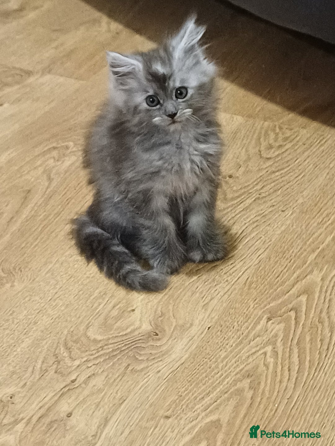 Maine Coon cats for sale: Last gorgeous girl - Advert 3