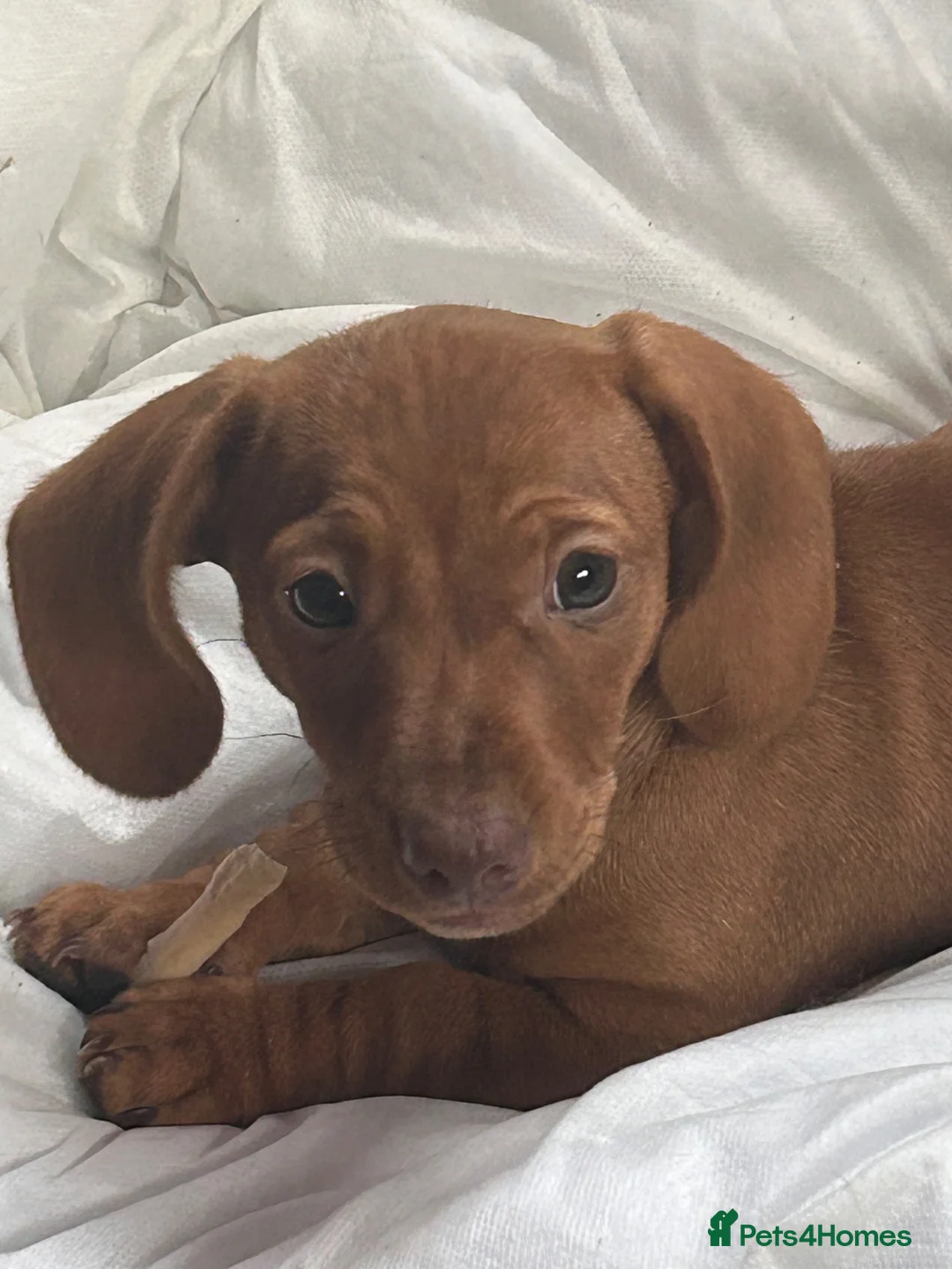 Dachshund dogs for sale: Mini daxi in Bridgend - Advert 2