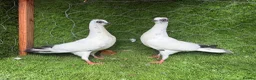 Pigeons birds for sale: Premium Breeding Pigeons Top Quality Pairs Availab - Advert 18
