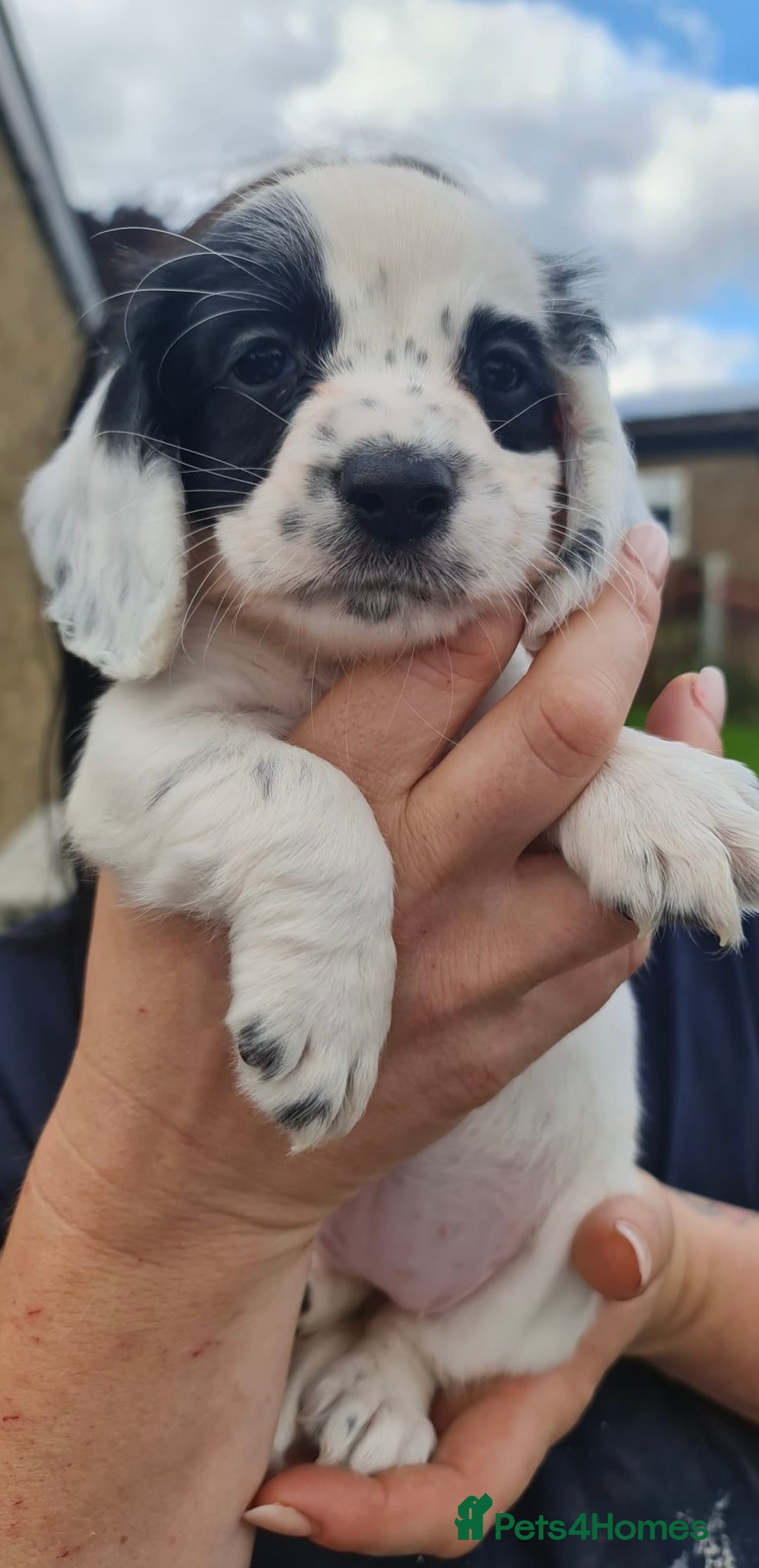 Cocker Spaniel dogs for sale: Gorgeous Cocker Pups - Image 12
