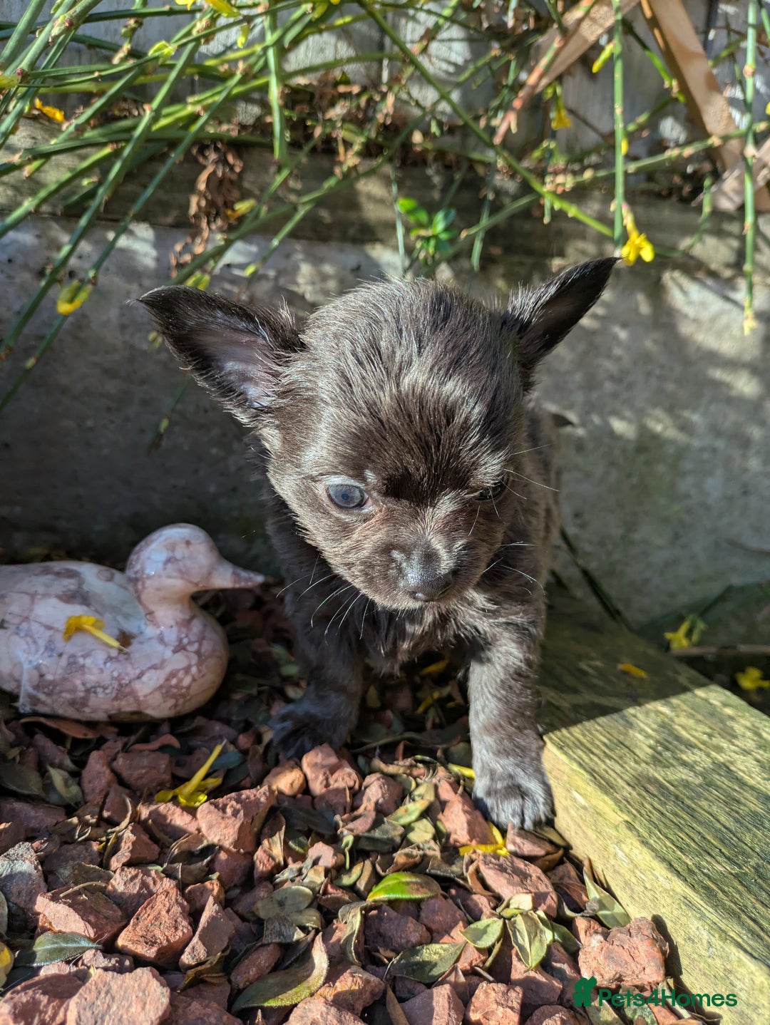Chihuahua dogs for sale: Rare colour and tiny pedigree Chihuahuas  - Advert 24