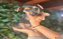 Jack Russell dogs for sale: Rare Jack Russell Puppies for sale - Image 1