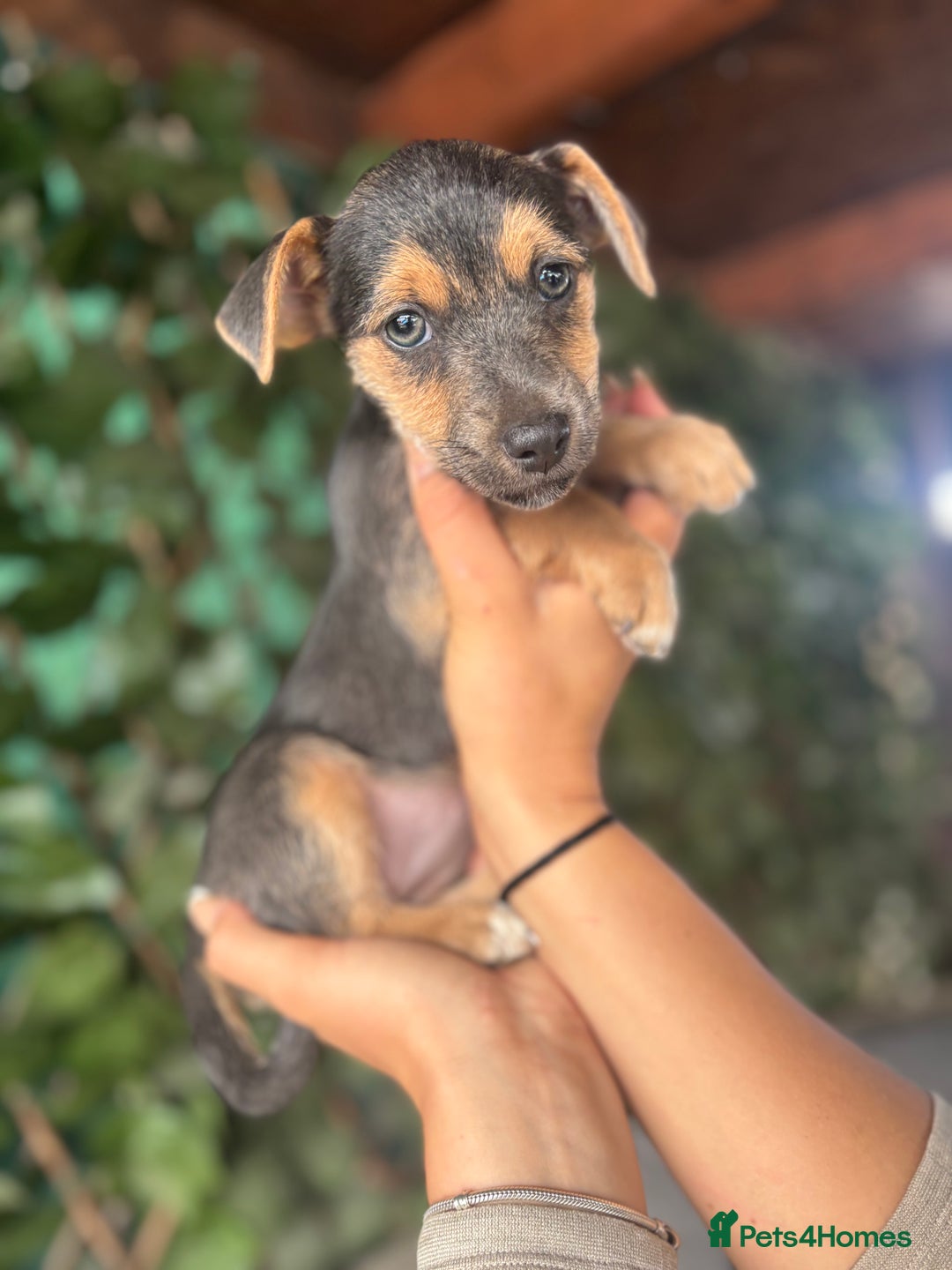Jack Russell dogs for sale: Rare Jack Russell Puppies for sale - Image 1