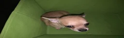 Chihuahua dogs for sale: Quality KC registered puppies  in Chatham - Advert 9